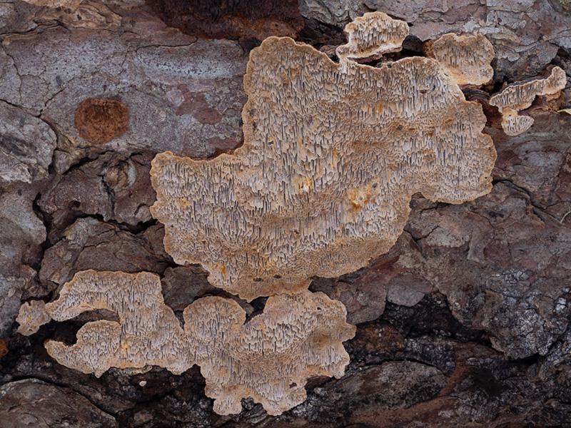 Phellinus chrysoloma